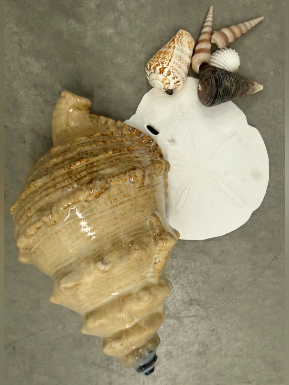 Beige Ceramic Seashell Decor